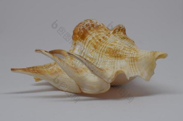 海贝壳满的前面的看法关于海的壳向白色的背景