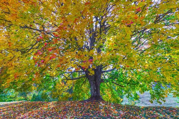 秋风景在下面macro-associativecessor-gramm采用glanguage宏观联想处理器——编程语言树.富有色