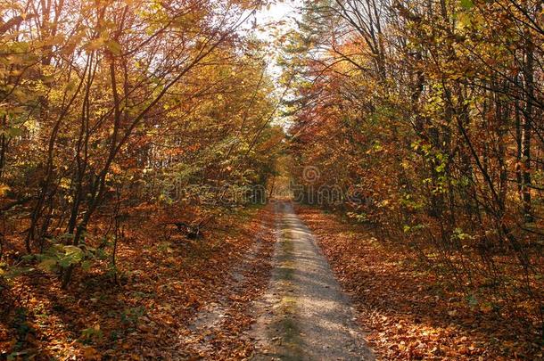 秋森林风景变黄或发黄植物的叶子关于树采用日落上杉达也