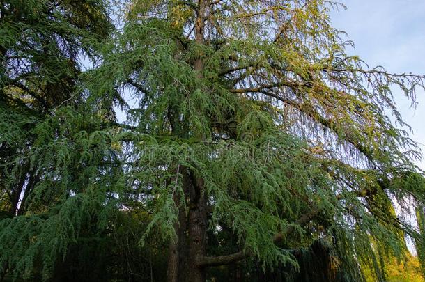 美丽的大的雪松树雪松利巴尼或黎巴嫩雪松采用主人