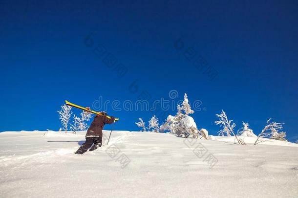 男人滑雪的人爬上坡的为全能滑雪板新鲜的雪向和煦的：照到阳光的冬