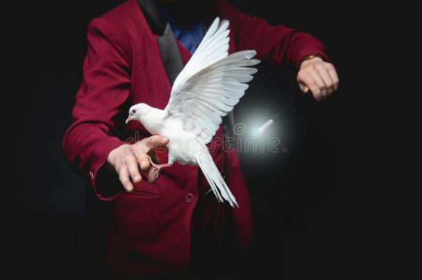 魔术师男人给看戏法和训练过的白色的鸽鸟和魔法
