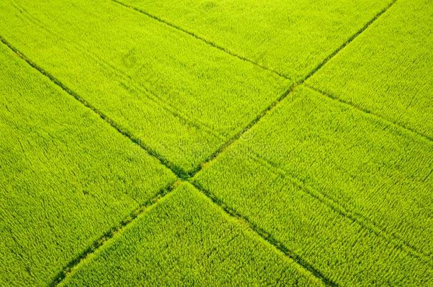 空气的看法关于绿色的稻田和山,稻田在英语字母表的第22个字母