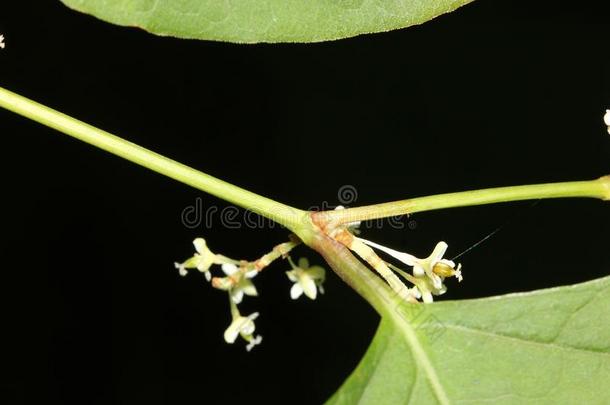 雷诺特里亚日本产植物,同义词近视日本产植物,日本人纽特威