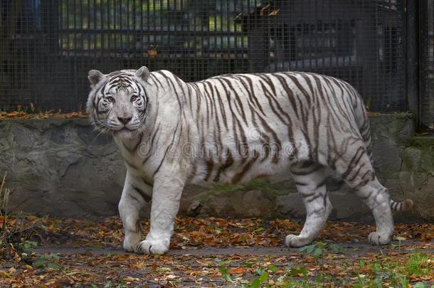 白化病者孟加拉生丝老虎在指已提到的人动物园2