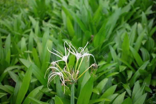 白色的花花束采用公园