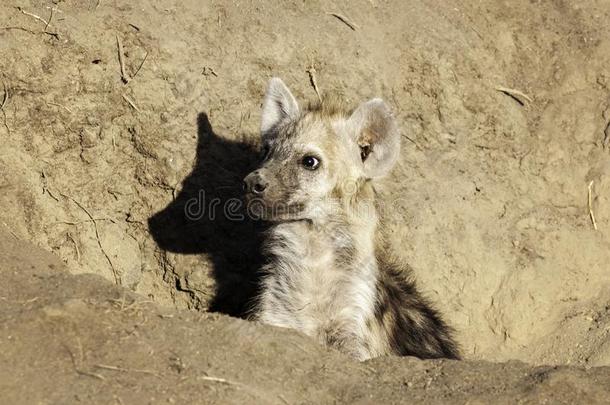 鬣狗,南方非洲,采用一洞,采用一挖掘,家,look采用g出局