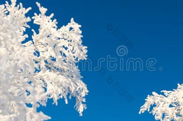 下雪的树从<strong>在</strong>下面<strong>在此</strong>之前蓝色天,冬全景的后面