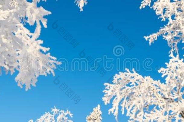 下雪的树从<strong>在</strong>下面<strong>在此</strong>之前蓝色天,冬全景的后面