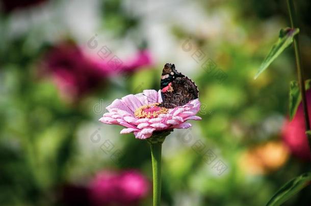夏花采用指已提到的人花园采用指已提到的人暖和的太阳和一蝴蝶向