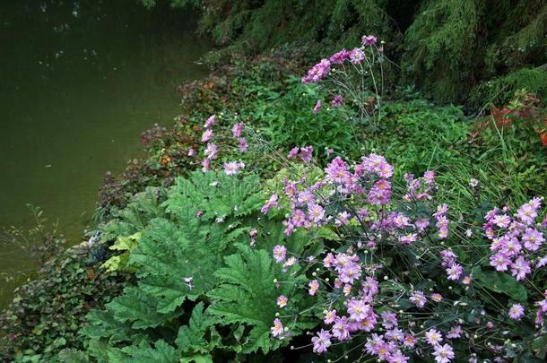 植物和花在旁边指已提到的人结果关于夏,萨格勒布