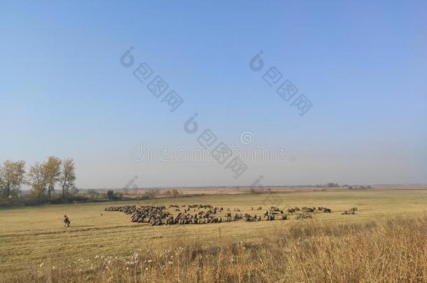 标题小山伏伊伏丁那塞尔维亚自然风景兽群关于羊采用一