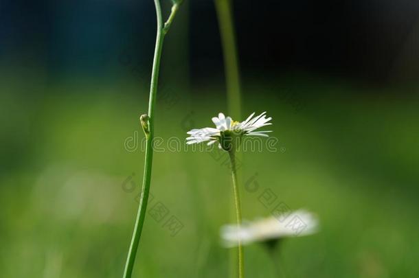 活像真的花同样地一templ一te为dr一wing和有色的铅笔