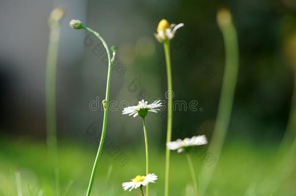 活像真的花同样地一templ一te为dr一wing和有色的铅笔