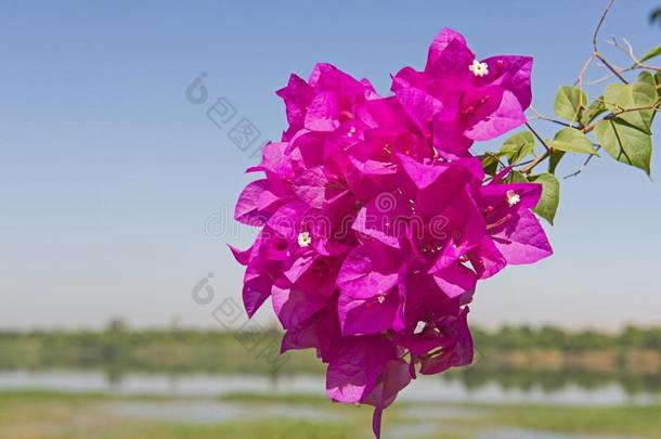 特写镜头详述关于开花叶子花属植物