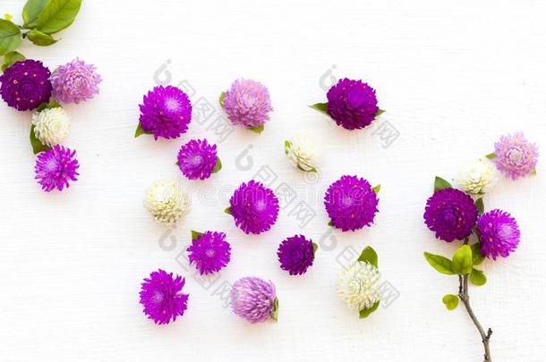 富有色彩的花苋属植物紫色的,粉红色的和白色的颜色地方的floodlight泛光照明