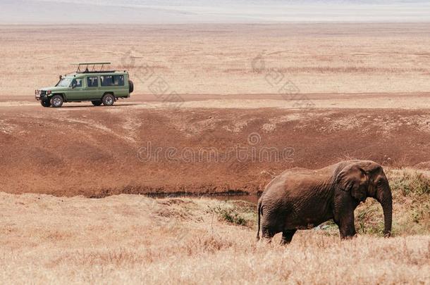 非洲的象和游猎在国外汽车采用金色的草田采用