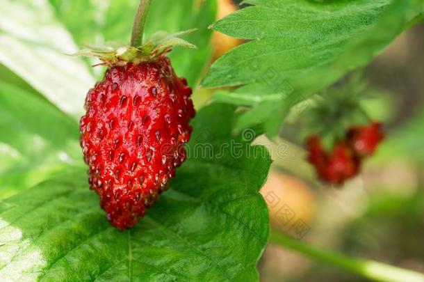 美味的红色的成熟的草莓生长的向指已提到的人绿色的茎在户外雨衣