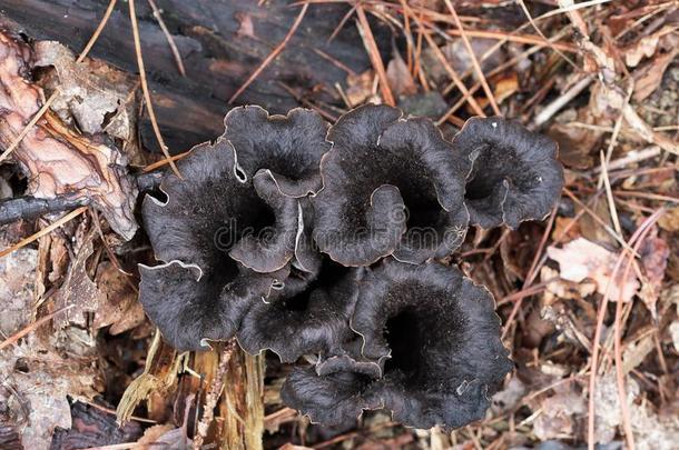 假喇叭菌玉米硫磷化物可以吃的蘑菇植物生长的采用Namibia纳米比亚