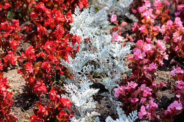 行关于红色的和粉红色的秋海棠属的植物花种植大约银灰尘
