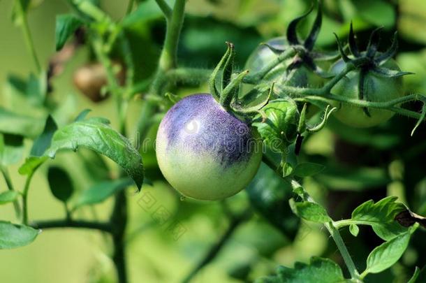 未成熟的靛蓝玫瑰黑暗的樱桃番茄生长的从单一的计划