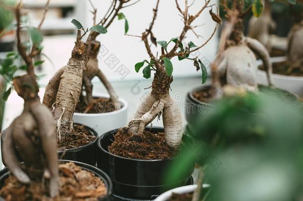 小果香<strong>椿</strong>无花果属植物人参采用盆景树方式.一份额关于小的英语字母表的第8个字母