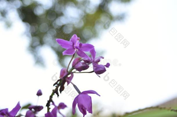 紫色的兰花花Spathoglottis普拉卡塔或地面兰花