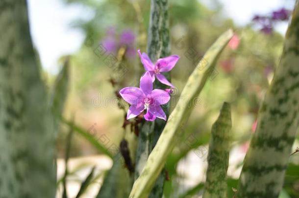 紫色的兰花花Spathoglottis普拉卡塔或地面兰花