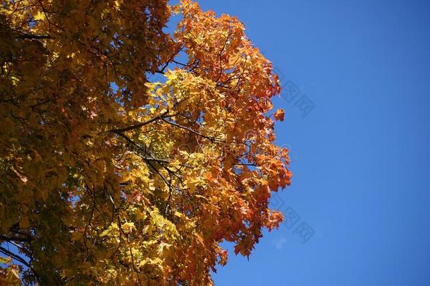 橙子黄色的叶子关于枫树反对蓝色天