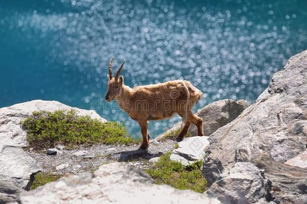 岩羚羊岩羚羊属岩羚羊属采用奥斯塔山谷,意大利
