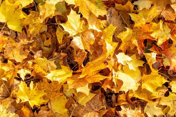 黄色的秋树叶.自然的质地关于黄色的树叶