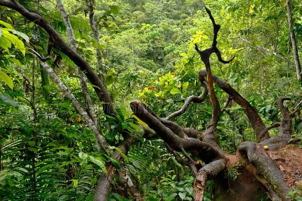 树丛demand需要热带雨林