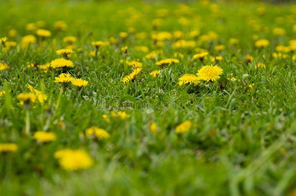 关在上面关于蒲公英植物采用一田.D一ndelion植物和一英语字母表的第6个字母