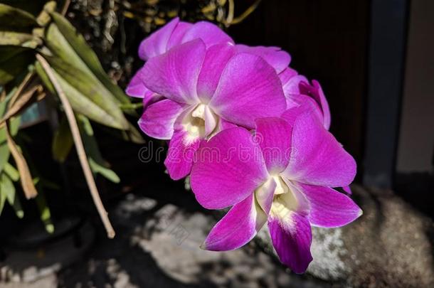 Cooktown兰花花或淡紫色的蝴蝶兰花,密花石斛大的
