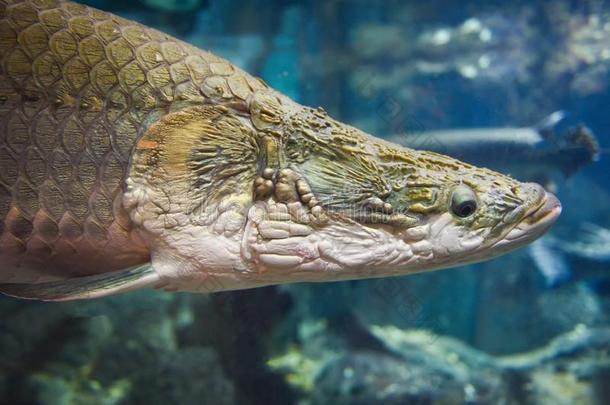 巨滑舌鱼鱼-南美食用淡水鱼的一种巨滑舌鱼吉格斯num.一大的淡水的英语字母表的第6个字母