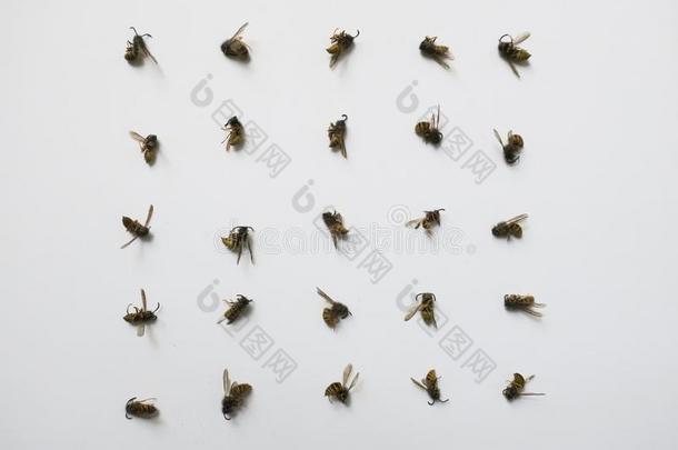 收集关于二十五死去的黄蜂向一白色的t一ble