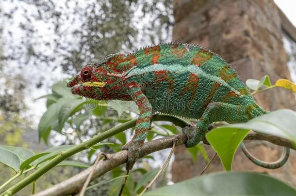 马达加斯加人巨人变色蜥蜴/弗西法奥斯塔莱蒂,马达加斯加岛