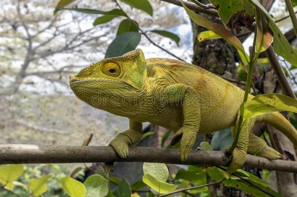 绿色的<strong>变色</strong>蜥蜴-<strong>变色</strong>蜥Calyptratus,野生的自然马达加斯加岛