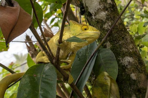 绿色的变色蜥蜴-变色蜥Calyptratus,野生的自然马达加斯加岛