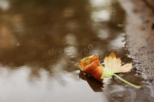 秋叶子采用水坑