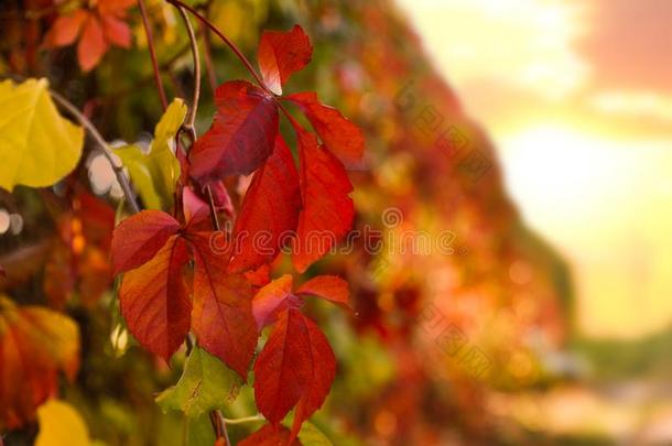 树树枝和明亮的树叶采用公园.秋季节