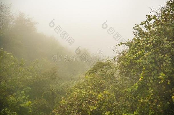 山景向天子山山采用张家界Nati向al为