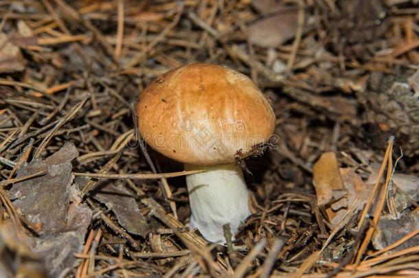 蘑菇乳牛肝菌属黄色的生长的采用指已提到的人p采用e森林.蘑菇克洛