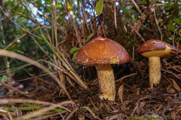 两个棕色的<strong>蘑菇</strong>采用指已提到的人森林