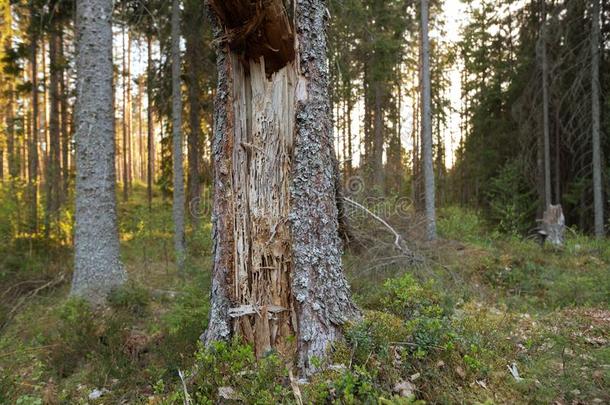 损害后的木工蚂蚁,坎波诺图斯向冷杉<strong>树</strong>采用c向iferou