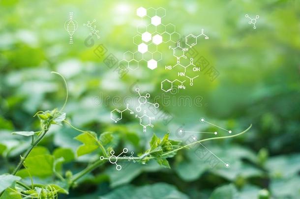 生物学实验室自然和科学,植物和生物化学