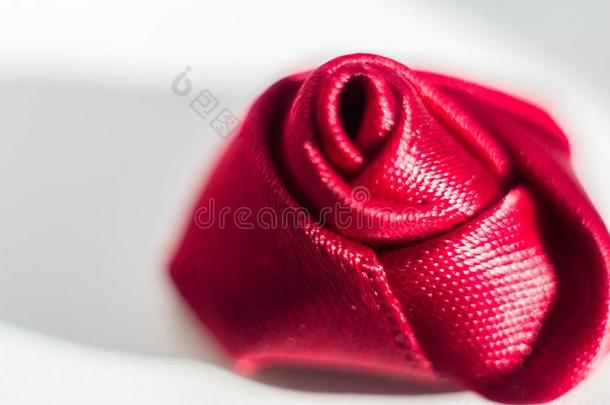 col.紫红色织物玫瑰向白色的背景