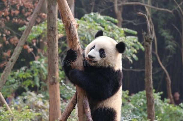 漂亮的熊猫宫趺熊猫大猫熊属梅勒诺卢卡动物园保护一
