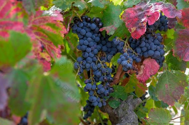 美丽的束关于成熟的红色的葡萄酒葡萄向一藤向红色的一ndgroundreconstructionequipment地平面再现设备