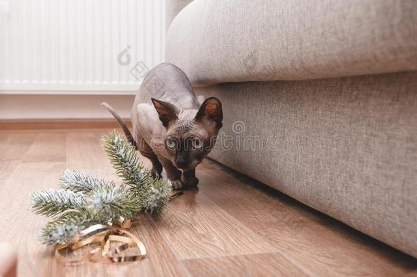 猫产加拿大人的狮身人面巨象看台向指已提到的人地面紧接在后的向一衣着整洁的英语字母表的第2个字母